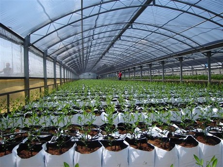 Seedling Nurseries and Greenhouses