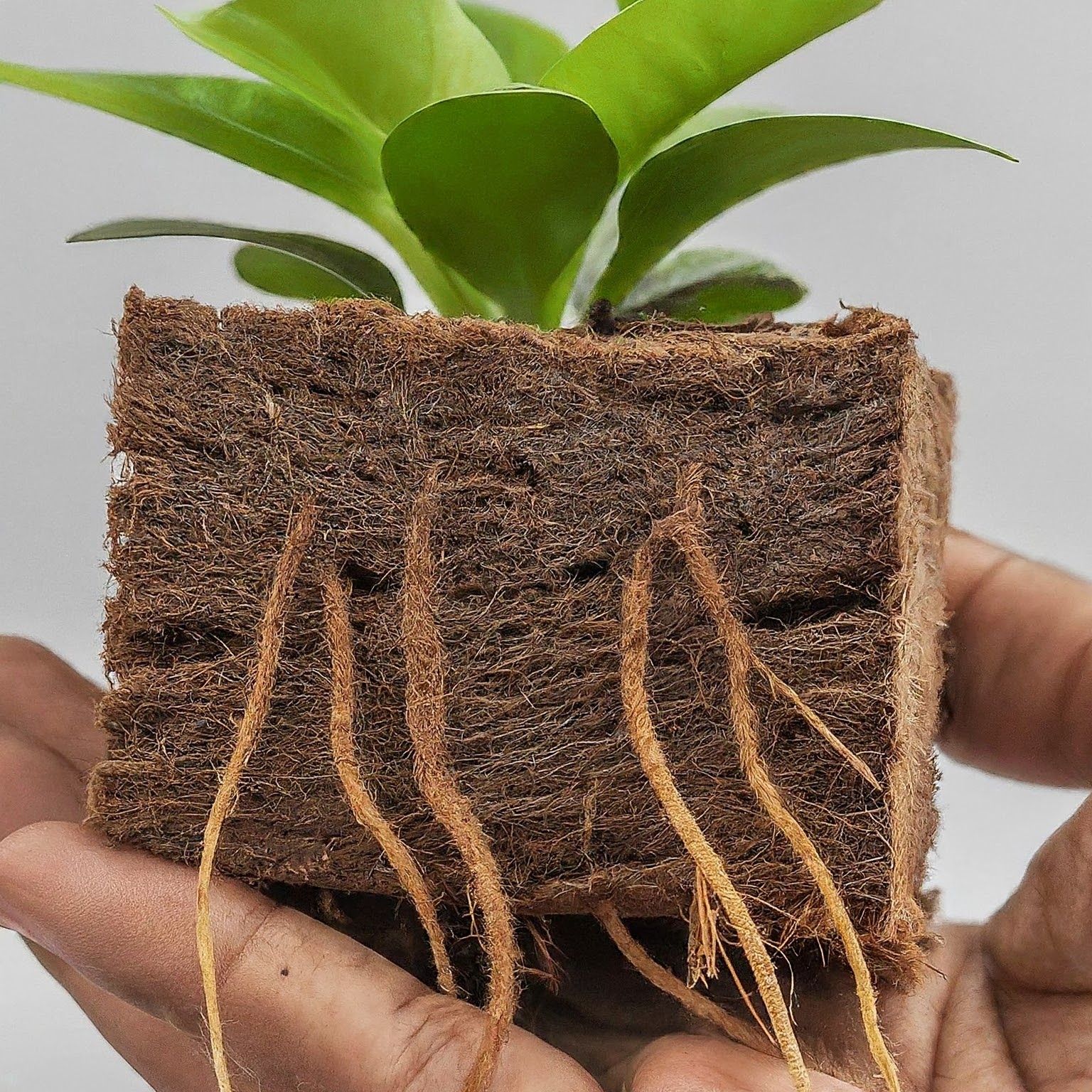 Soil Alternative