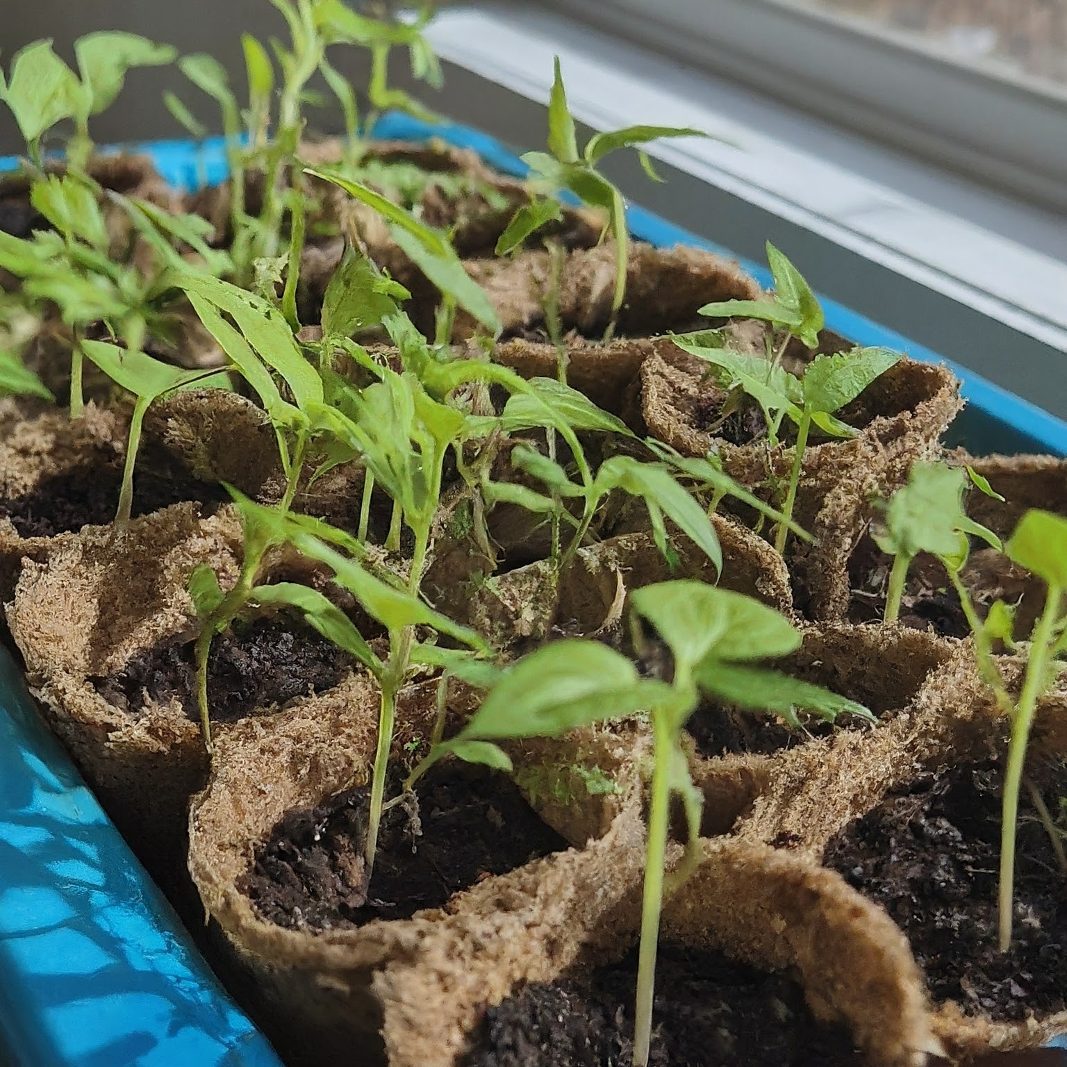 Vertical Gardening